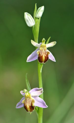 var. friburgensis - botteronii Reg. VENETO Prov. Vicenza 27-05-2021