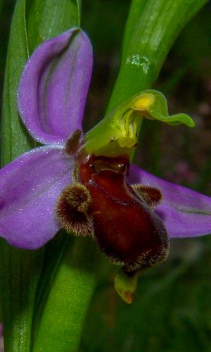 var. fulvofusca Reg. SARDEGNA Prov. Sud Sardegna 27-04-2018