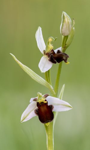 var. fulvofusca Reg. VENETO Prov. Treviso 26-05-2021