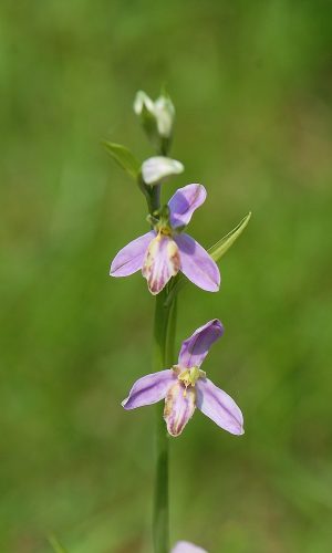 var. purpurea Reg. VENETO Prov. Treviso 14-05-2019
