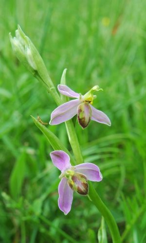var. purpurea Reg. VENETO Prov. Treviso 14-05-2019