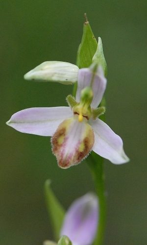 var. purpurea Reg. VENETO Prov. Vicenza 23-05-2018