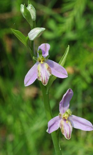 var. purpurea Reg. VENETO Prov. Treviso 04-06-2019