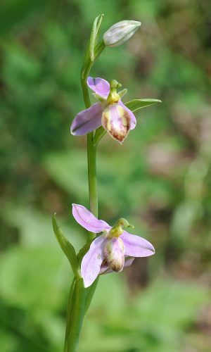 var. purpurea Reg. VENETO Prov. Vicenza 04-06-2019