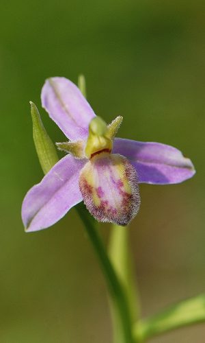 var. purpurea Reg. VENETO Prov. Treviso 04-06-2019