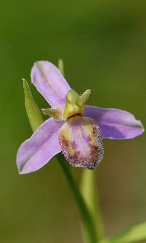 var. purpurea Reg. VENETO Prov. Vicenza 04-06-2019
