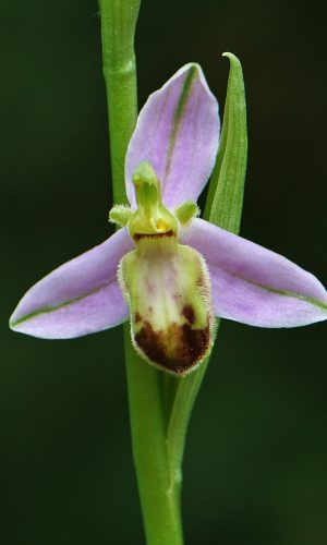 var. purpurea Reg. VENETO Prov. Vicenza 29-05-2021