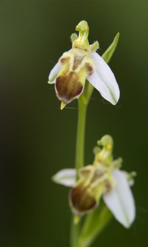 var. quintianensis/emanuelae Reg. VENETO Prov. Verona 14-05-2015