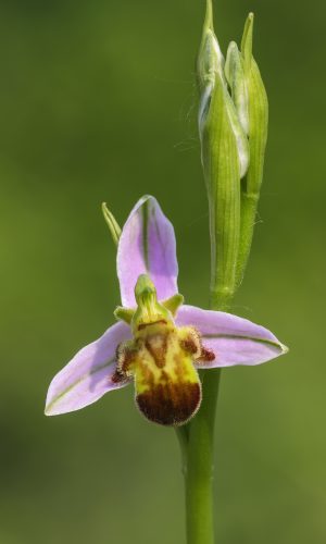 var. quintianensis/emanuelae Reg. VENETO Prov. Verona 07-05-2023