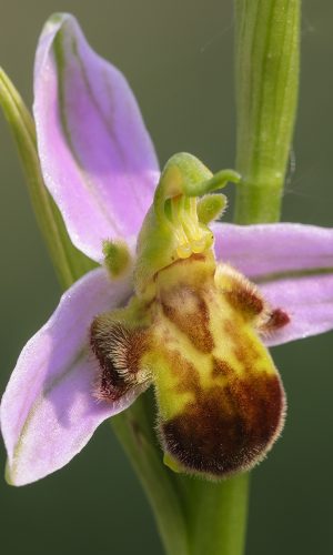 var. quintianensis/emanuelae Reg. VENETO Prov. Verona 07-05-2023