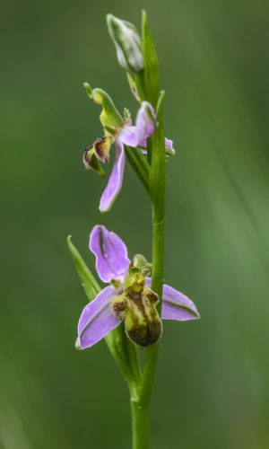 var. quintianensis/emanuelae Reg. VENETO Prov. Verona 13-05-2023