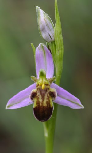 var. quintianensis/emanuelae Reg. VENETO Prov. Verona 13-05-2023