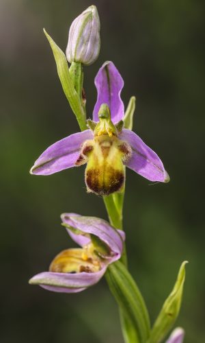 var. quintianensis/emanuelaeReg. VENETO Prov. Verona 20-05-2023