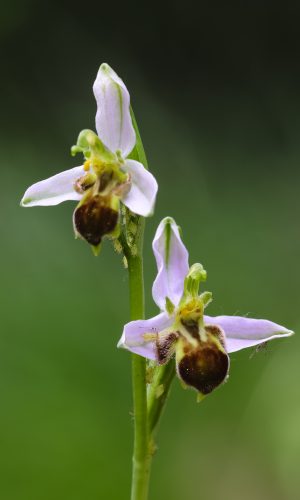 var. quintianensis/emanuelaeReg. VENETO Prov. Verona 20-05-2023