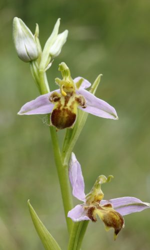 var. quintianensis Reg. VENETO Prov. Verona 12-05-2024