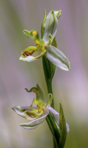 var. patinata Reg. TOSCANA Prov. Siena 08-06-2019