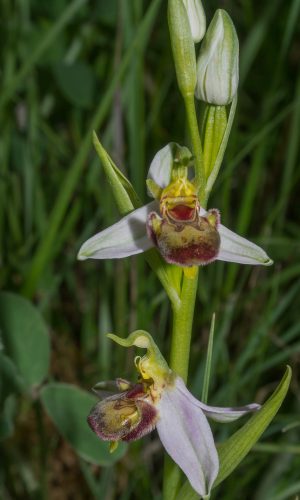 var. urbinensis Reg. MARCHE Prov. Pesaro e Urbino 13-05-2016