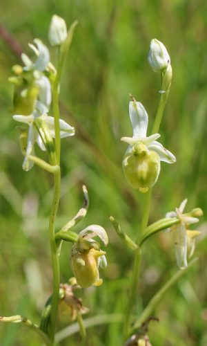 Esemplari albiflora Reg. TOSCANA Prov. Siena 22-05-2016