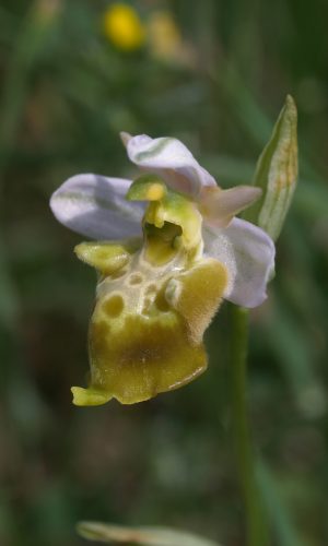 Esemplare albiflora Reg. PUGLIA Prov. Bari 28-04-2018
