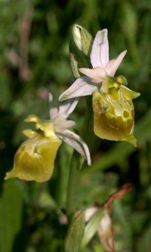 Esemplare albiflora Reg. PUGLIA Prov. Bari 08-05-2021