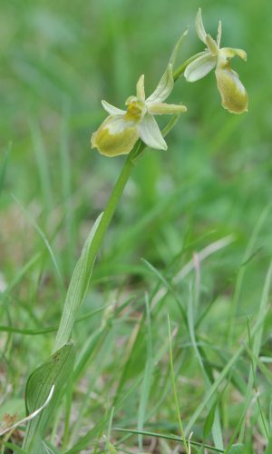 Esemplare albiflora Reg. LIGURIA Prov. Savona 17-04-2011