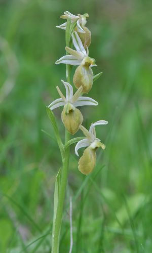 Esemplare albiflora Reg. LIGURIA Prov. Savona 17-04-2011