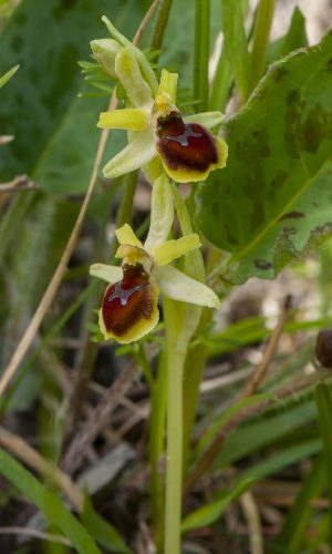 Reg. LIGURIA Prov. Imperia 10-05-2012