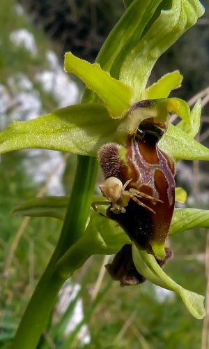 Reg. PUGLIA Prov. Foggia 20-03-2013