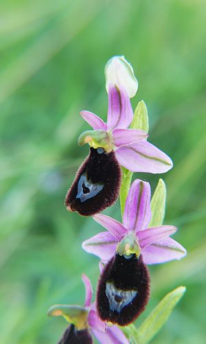 Reg. EMILIA ROMAGNA Prov. Modena 09-05-2015