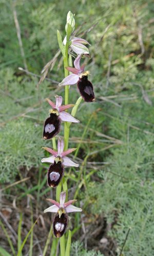 Reg. VENETO Prov. Vicenza 14-05-2017