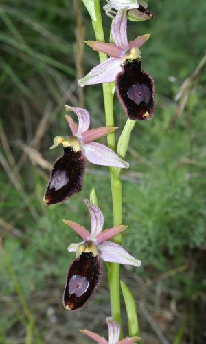 Reg. VENETO Prov. Vicenza 14-05-2017