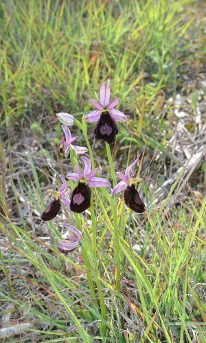 Reg. VENETO Prov. Vicenza 14-05-2017