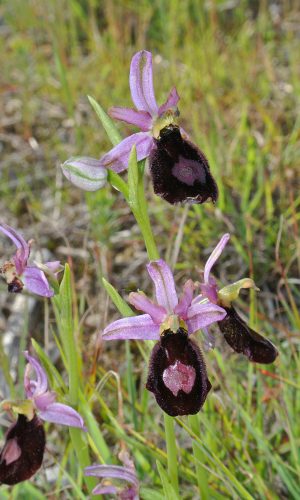 Reg. VENETO Prov. Vicenza 14-05-2017