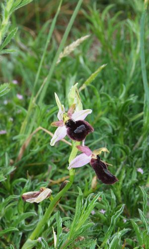 Reg. VENETO Prov. Vicenza 11-05-2020