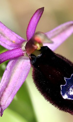 Reg. TOSCANA Prov. Grosseto 25-04-2011