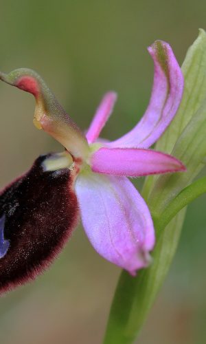 Reg. TOSCANA Prov. Grosseto 25-04-2011