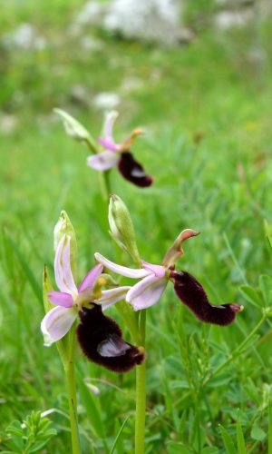 Reg. CAMPANIA Prov. Cesena 10-05-2013