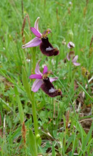 Reg. CAMPANIA Prov. Cesena 12-05-2013