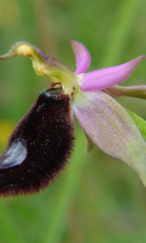 Reg. TOSCANA Prov. Pisa 26-04-2015