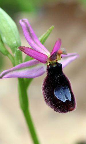 Reg. TOSCANA Prov. Firenze 02-05-2015