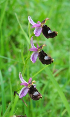 Reg. ABRUZZO Prov. Chieti 04-06-2016