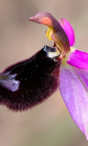 Reg. TOSCANA Prov. Firenze 04-05-2021