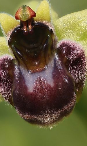 Reg. MARCHE Prov. Ancona 15-04-2022