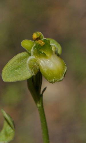 Esemplare albiflora Reg. TOSCANA Prov. Livorno 08-04-2011