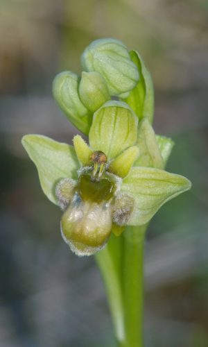 Esemplare albiflora Reg. PUGLIA Prov. Bari 13-04-2015
