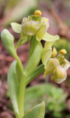 Esemplare albiflora Reg. SARDEGNA Prov. Oristano 08-03-2019