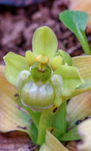 Esemplare albiflora Reg. SARDEGNA Prov. Oristano 08-03-2019