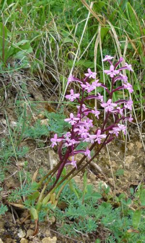 Reg. SICILIA Prov. Catania 27-04-2013
