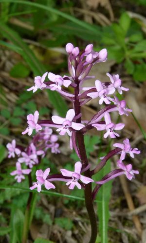 Reg. SICILIA Prov. Catania 26-04-2013