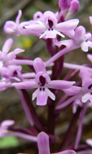 Reg. SICILIA Prov. Catania 26-04-2013